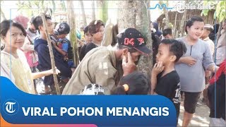 Fakta-fakta Pohon Menangis di Jember, Kuping Ditempel Terdengar Isak Tangis Perempuan