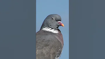 Pigeon Sounds Wood Pigeon Call 