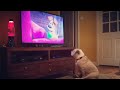 Bulldogs Adorable Reaction to The Secret Life of Pets
