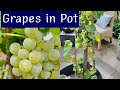 Grow a Grapes in Containers for Garden