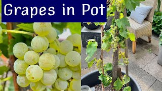 GROW GRAPES IN CONTAINER AT HOME