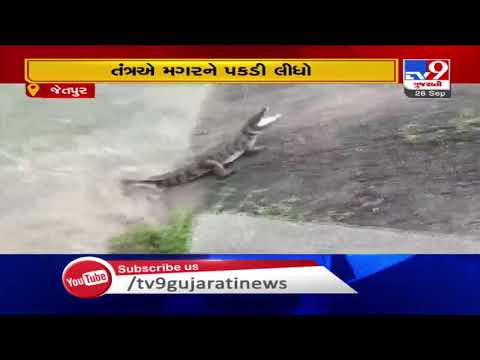Crocodile enters Bhadar canal, rescued | Rajkot | Tv9GujaratiNews