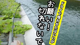 [ 大物のライズは？ ] ドライフライ [フライフィッシング]