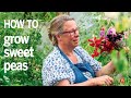 How to grow sweet peas tips from a sweet pea flower farmer