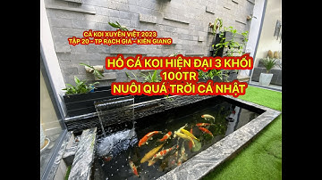 TẬP 20 - CÁ KOI XUYÊN VIỆT 2023 -HỒ CÁ KOI HIỆN ĐẠI 3 KHỐI 100TR NUÔI QUÁ TRỜI CÁ NHẬT  -KIÊN GIANG