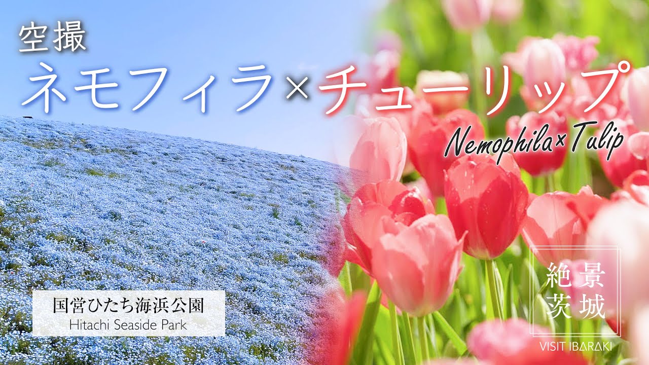 【2025年最新版】空撮で魅せるネモフィラ＆チューリップ｜茨城・国営ひたち海浜公園【絶景茨城】