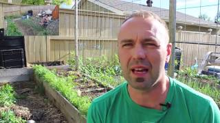 Using Mulch in a Garden or Food Forest