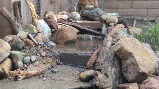 changed out pond in aviary for pondless waterfall