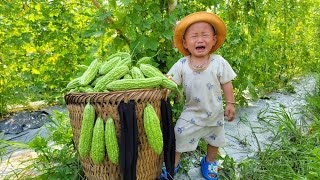 Harvesting bitter melon to sell at the market - cooking - daily life of a single mother