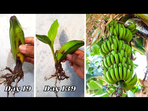 Video: Dyrkning af bananpeber - Sådan dyrker og plejer du forskellige typer bananpeber