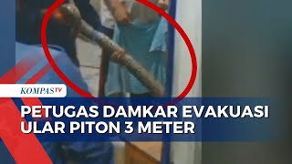 Usaha Petugas Damkar Evakuasi Ular Piton 3 Meter dari Plafon Rumah Warga