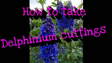 How to take delphinium cuttings