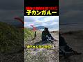 絶好の場所を見つけたカンガルー