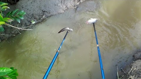 Xiệt Trúng Cá Lóc Cá Rô Phi Cá Trê Vàng Dưới Mương Lúc Nước Cạn| kích cá miền tây 