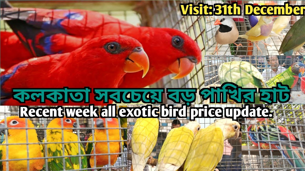 GALIFF STREET CHEAPEST EXOTIC BIRD MARKET.RECENT WEEK ALL EXOTIC BIRD