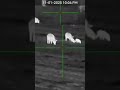 Big hog does a flip (THERMAL)