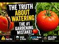 🍅 The Truth About Watering Tomatoes What Most Gardeners Get Wrong