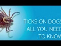 Where to Find Ticks On Your Dog!