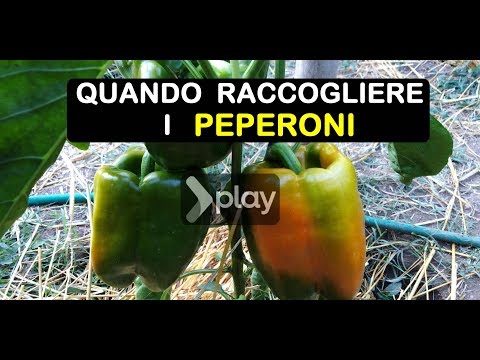 Video: Che animale sono i peperoni?