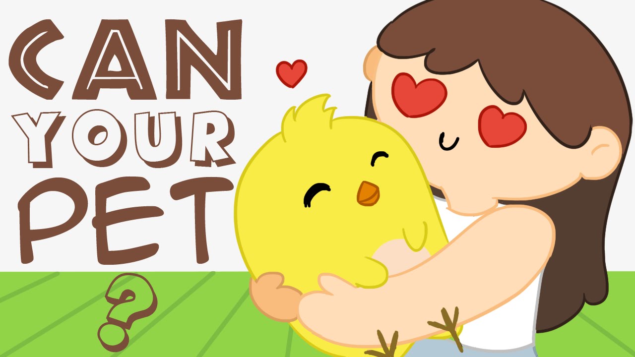 Can your pet 2. Can your Pet. Can your Pet Classic. Цыпленок can your Pet. Can your Pat.