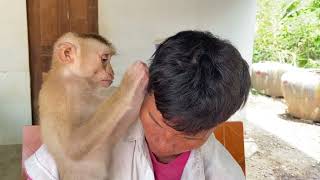 ASMR Grooming! Baby Monkey Zueii Act This Behavior With Dad When Mom Not Around