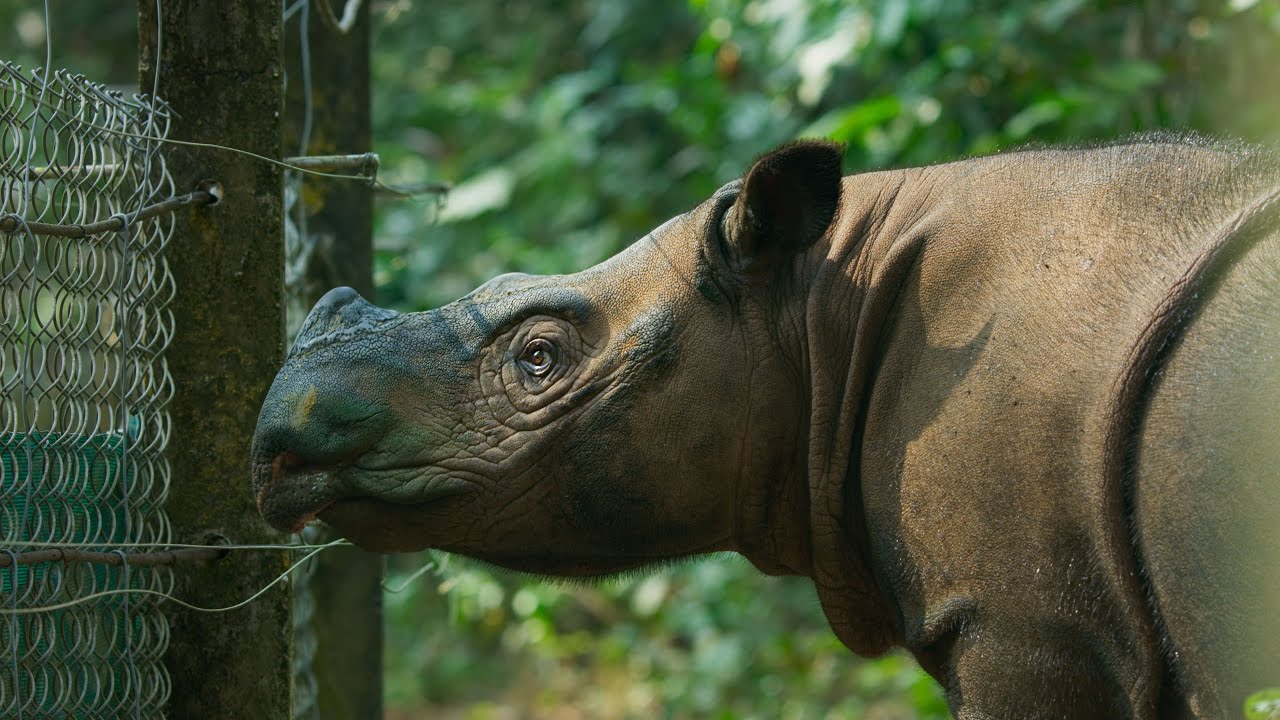 ⁣The World's Smallest Rhino is Going Extinct | Seven Worlds, One Planet | BBC Earth
