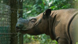 The World's Smallest Rhino is Going Extinct | Seven Worlds, One Planet | BBC Earth