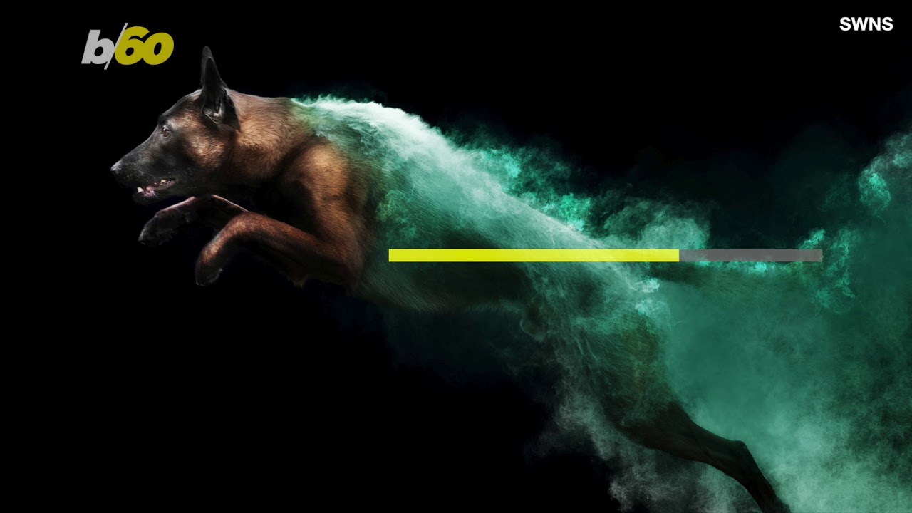 Incredible Dogs Jump Through Clouds of Colorful Paint in These Photos You Have to See to Believe