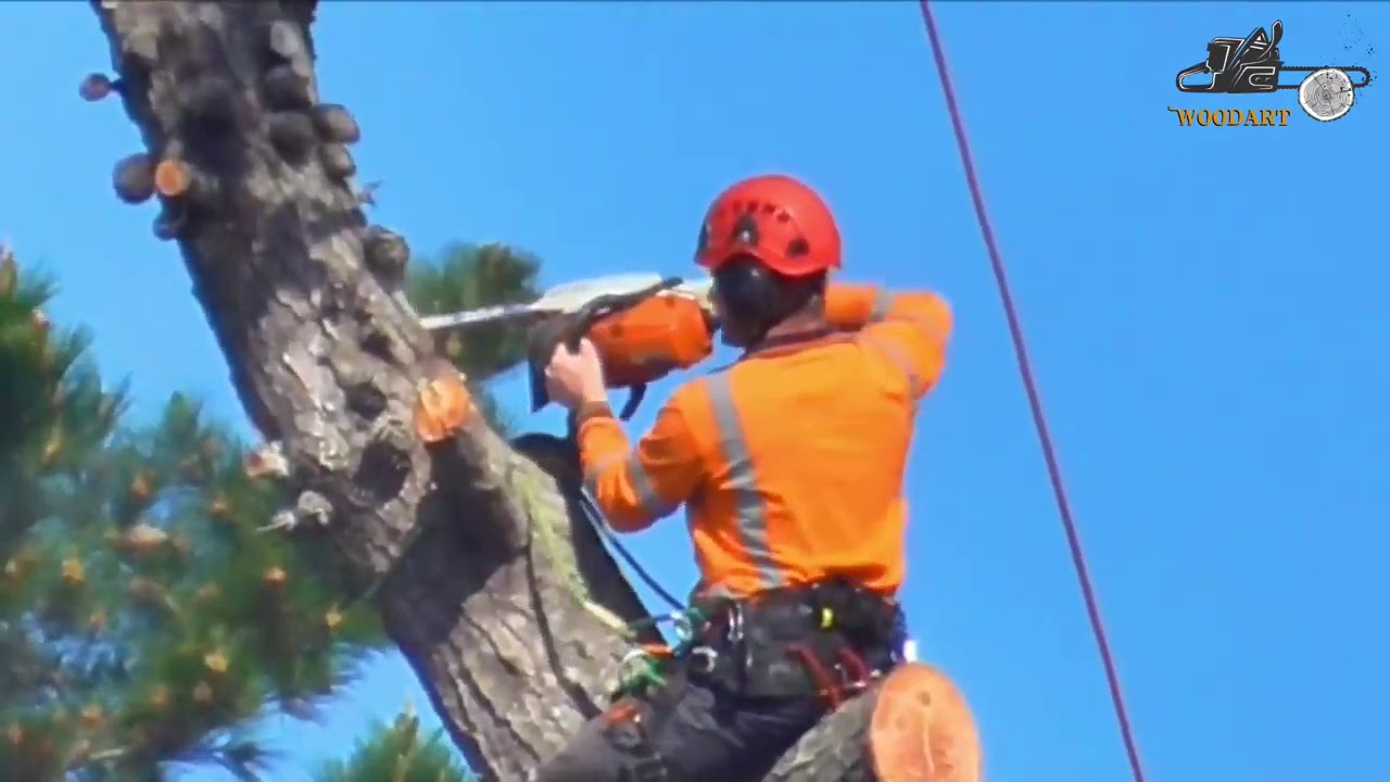 Woodworking Extremely Dangerous|| Trees Felling Climbing Technique with ...