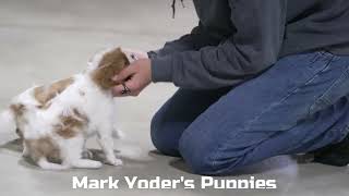 Mark Yoder's Cavalier Puppies