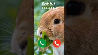 Download Lagu #ringtone #ring #ringtones #nadaderingtelepon #rabbits #rabbit #iphone #smartphone #parrot MP3 Download Lagu #ringtone #ring #ringtones #nadaderingtelepon #rabbits #rabbit #iphone #smartphone #parrot MP3