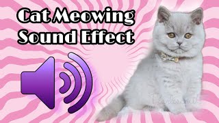 Funny Cats & Kitten Meowing New Video 3 by Reebonz Cattery TV 2,991 views 1 year ago 4 minutes, 6 seconds