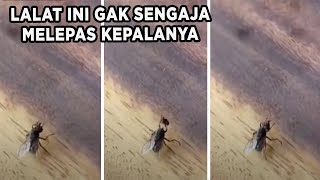 Lalat Bisa Melepas Pasang Kepalanya?