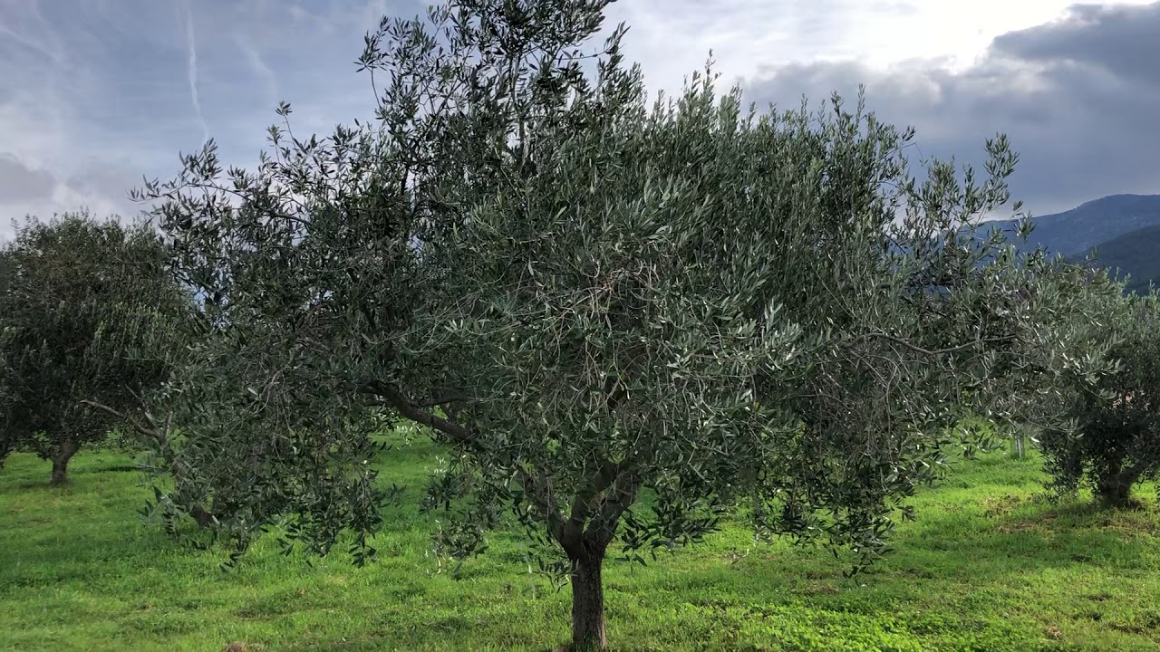 Maslinarski vlog 24.12.2020 - odabir krive sorte