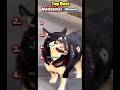 Ranking funny animal moments #ranking #shorts