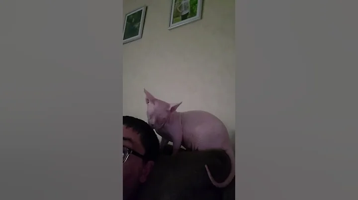 Watch the video about Our sphynx cat grooming my husband