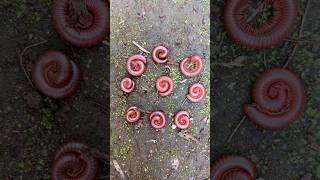 red millipede children soon came in a huddle#shorts#centipede