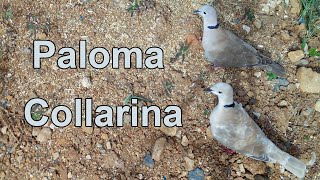 Palomas Collarina African Collared Dove