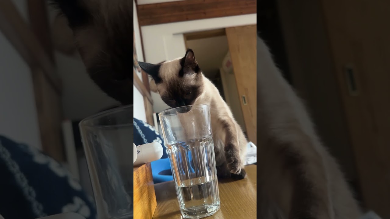 Cat Drops Glass of Water and Drinks