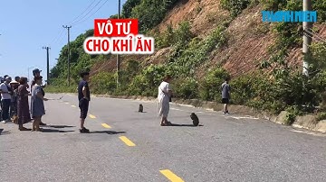 Nguy hiểm cảnh du khách vô tư cho khỉ ăn tại Sơn Trà