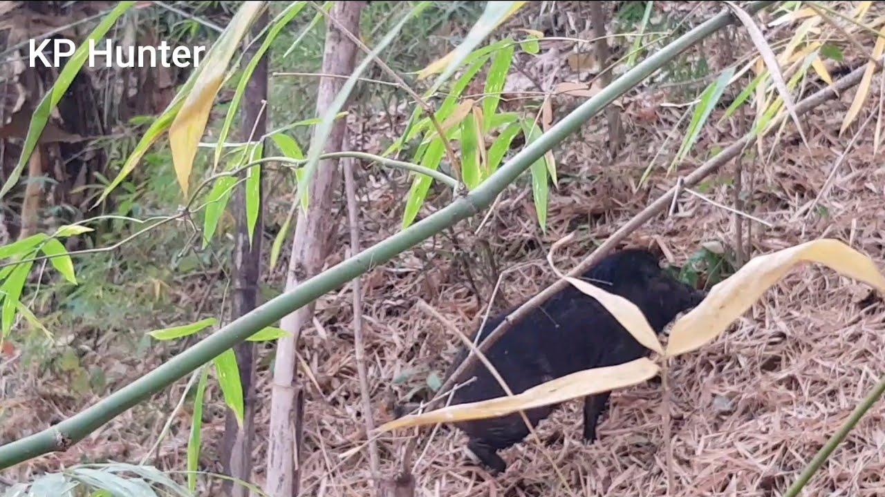 นั่งห้างหมูป่า ล่าไอ้โทน