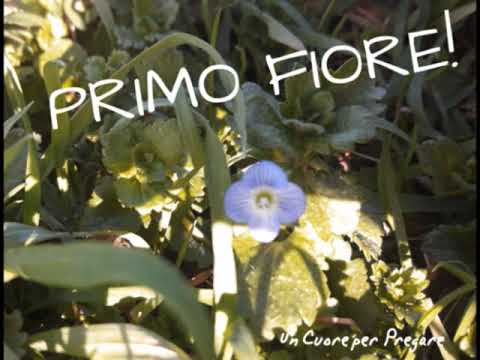 Video: Fiore Del Nontiscordardime (65 Foto): Che Aspetto Ha? Strisciante E Campo, Foresta E Palude, Giardino E Altre Specie. Dove Cresce? Quando Piantare I Semi?