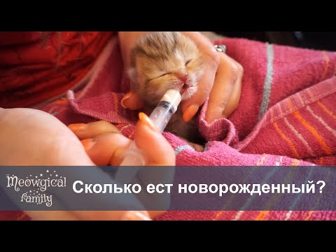 Видео: Новорожденные котята: что нужно знать