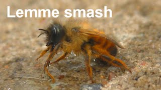 Lemme smash Bee version (Original) screenshot 5