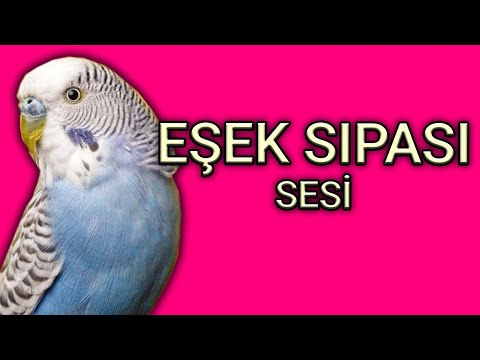 Muhabbet Kuşu Eğitimi EŞEK SIPASI ( Papağan Konuşturma)