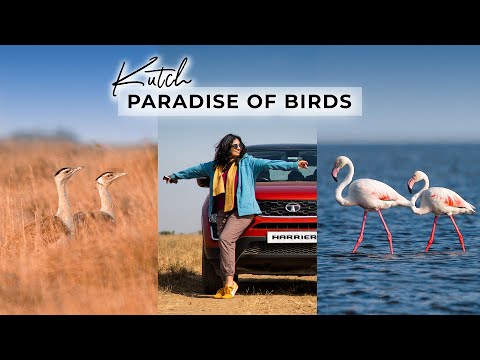 Kutch - The Paradise of Birds  | Mari Najare Gujarat | Wildlife of Gujarat | મારી નજરે ગુજરાત