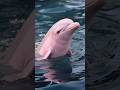 The Amazon River Dolphin