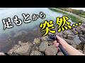 【穴釣り】足元から突然…石積の隙間に潜む大物