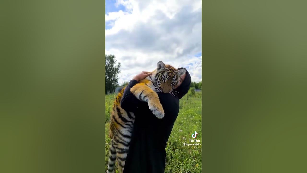 ребята это шок что мужик обнимает настоящего тигра там сначала ...