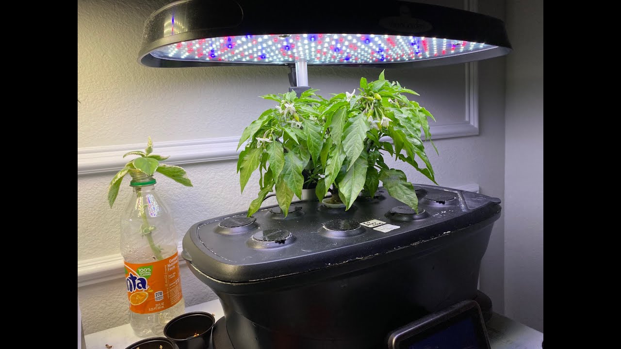 How To Create a Compact and Bushy Plant in Hydroponic
